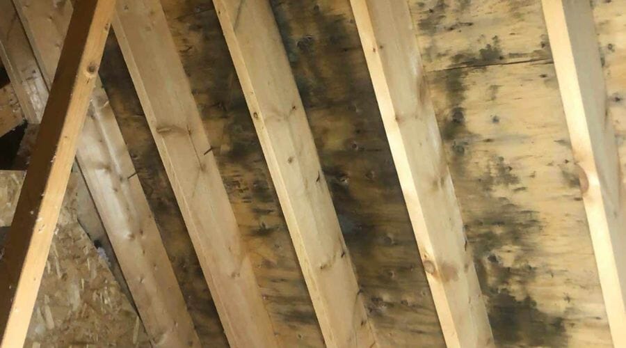 Professional mold remediation service underway at a property in Anacua