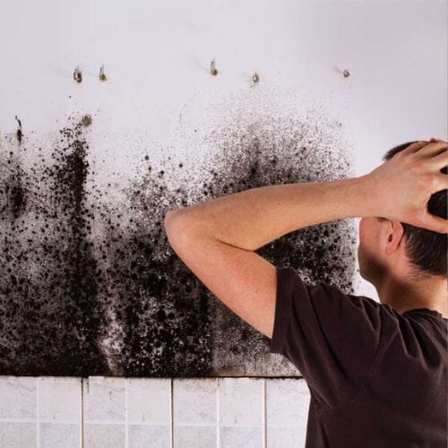 Professional black mold remediation and removal service underway at a property in Pembroke Pines, FL