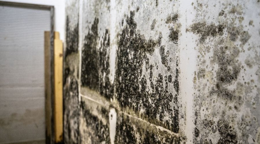 After results of black mold removal project completed for a property in Angleton