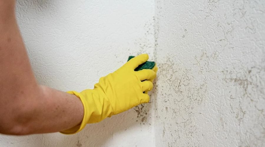 After results of hidden mold detection project completed for a property in Austin