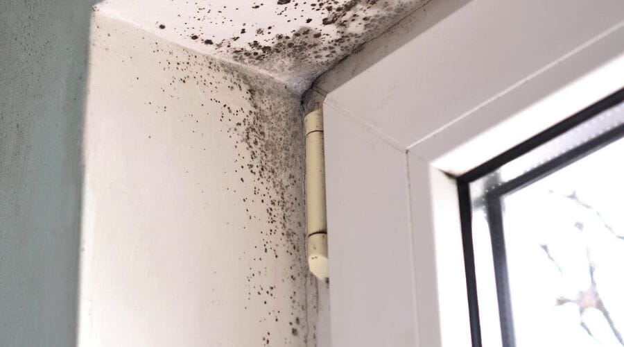 After results of mold damage repair project completed for a property in Acala