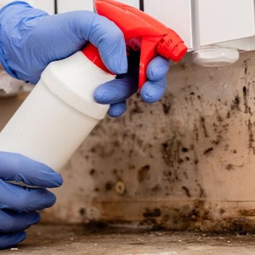 Professional mold decontamination service underway at a property in Pembroke Pines, FL