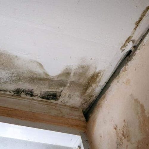 Professional mold growth cleanup underway at a property in Houston
