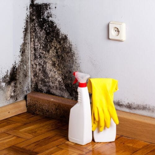 Professional mold remediation service underway at a property in Houston