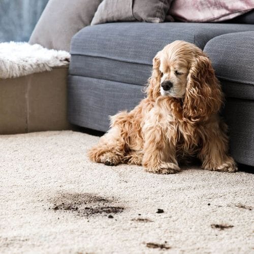After results of Pet Odor Removal project completed for a property in Pembroke Pines, FL