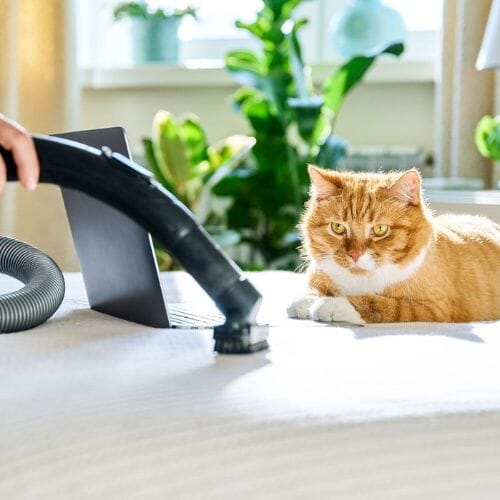 Professional Pet Odor Removal service underway at a property in Pembroke Pines, FL