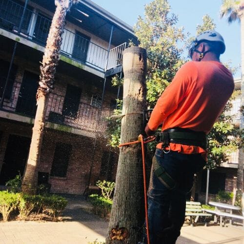 Professional TREE REMOVAL service underway at a property in Houston
