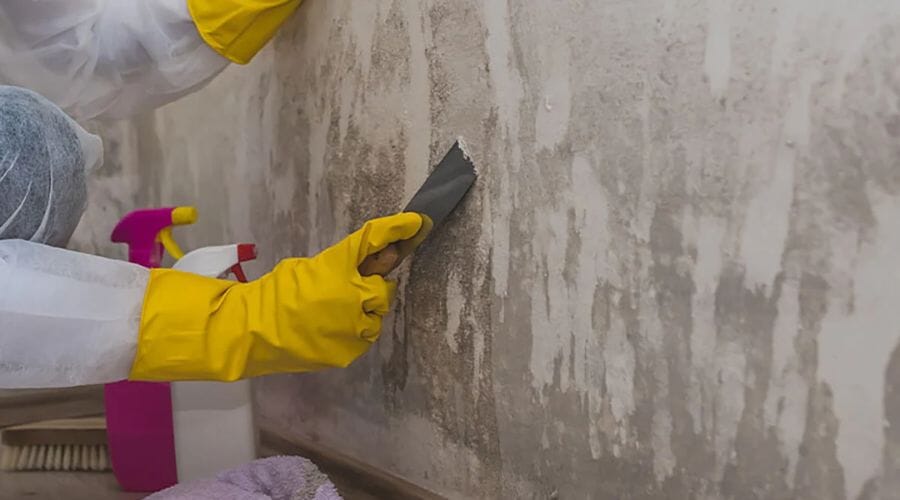 Professional wall mold removal service underway at a property in Bishop, TX